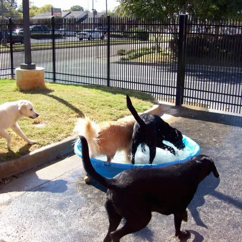 Valley Animal Hospital & Pet Resort 0498 - Dog Yard - Plastic Pool